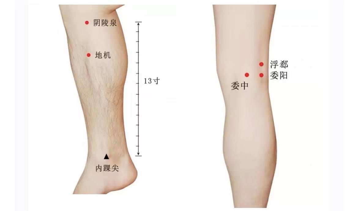 【图解委中穴的位置】【委中穴】位于腘横纹中点,股二头肌腱与半腱