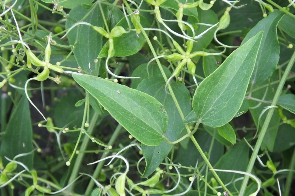 威灵仙:一种常见的草药,你了解多少