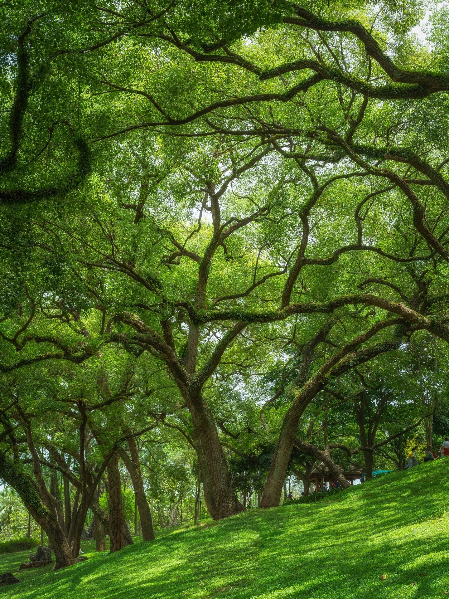 不愧是绿城南宁,藏在市中心里的绿光森林,满眼的绿色铺面而来,阳光洒