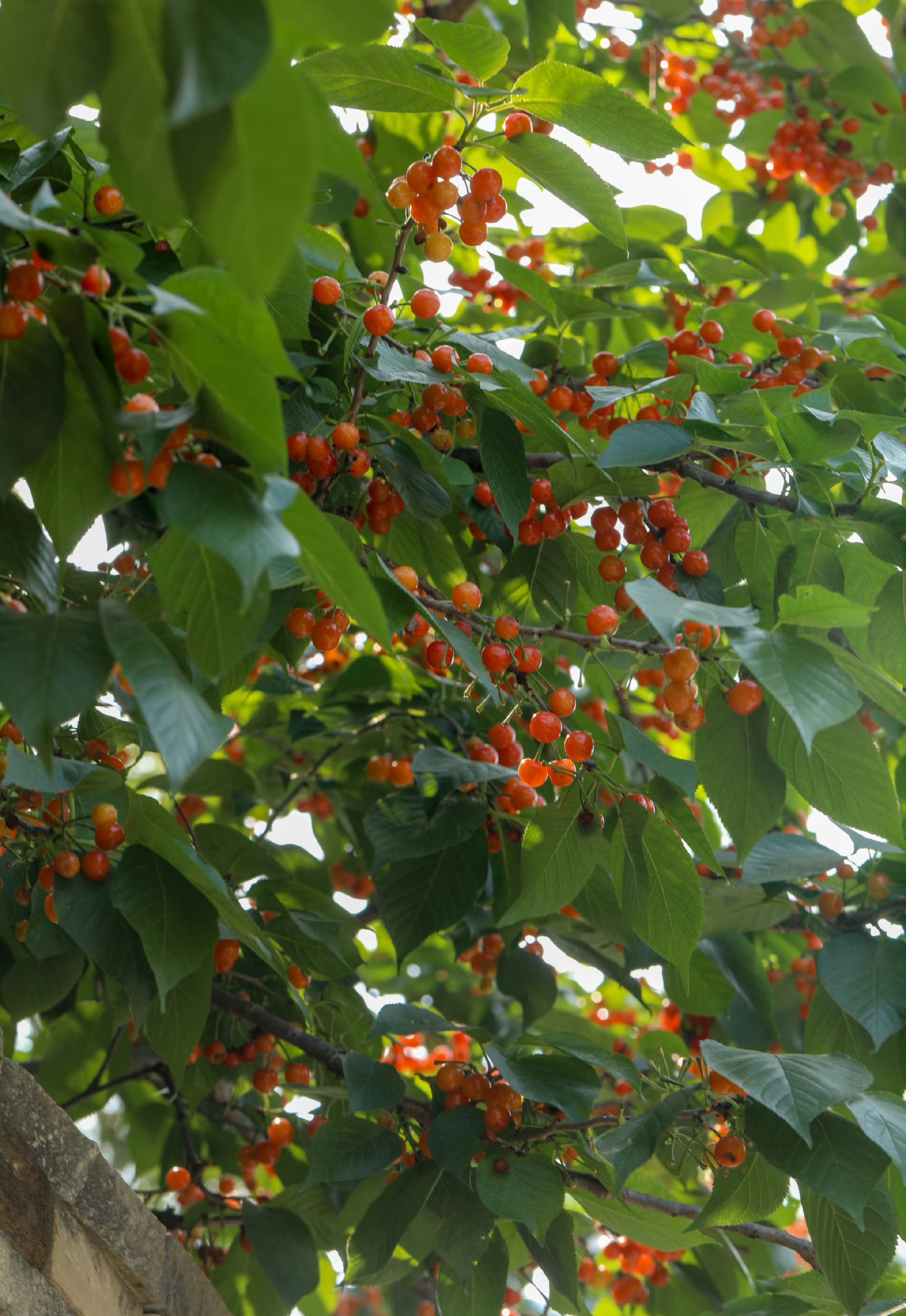 种樱桃树喂小鸟,让动物们吃个饱