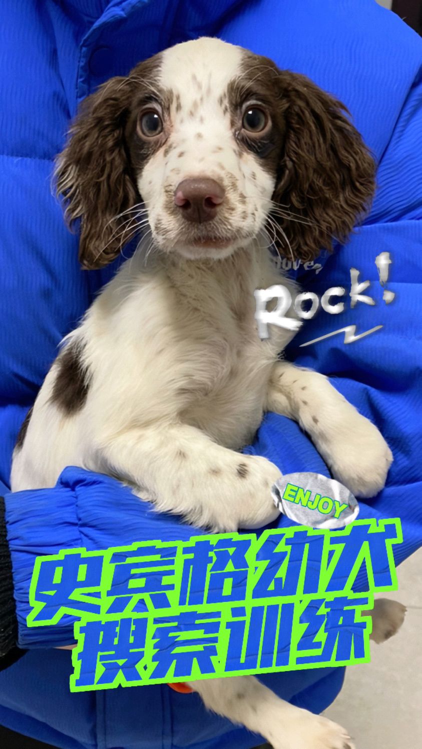 非常漂亮史宾格幼犬,已经掌握十几个科目,搜索