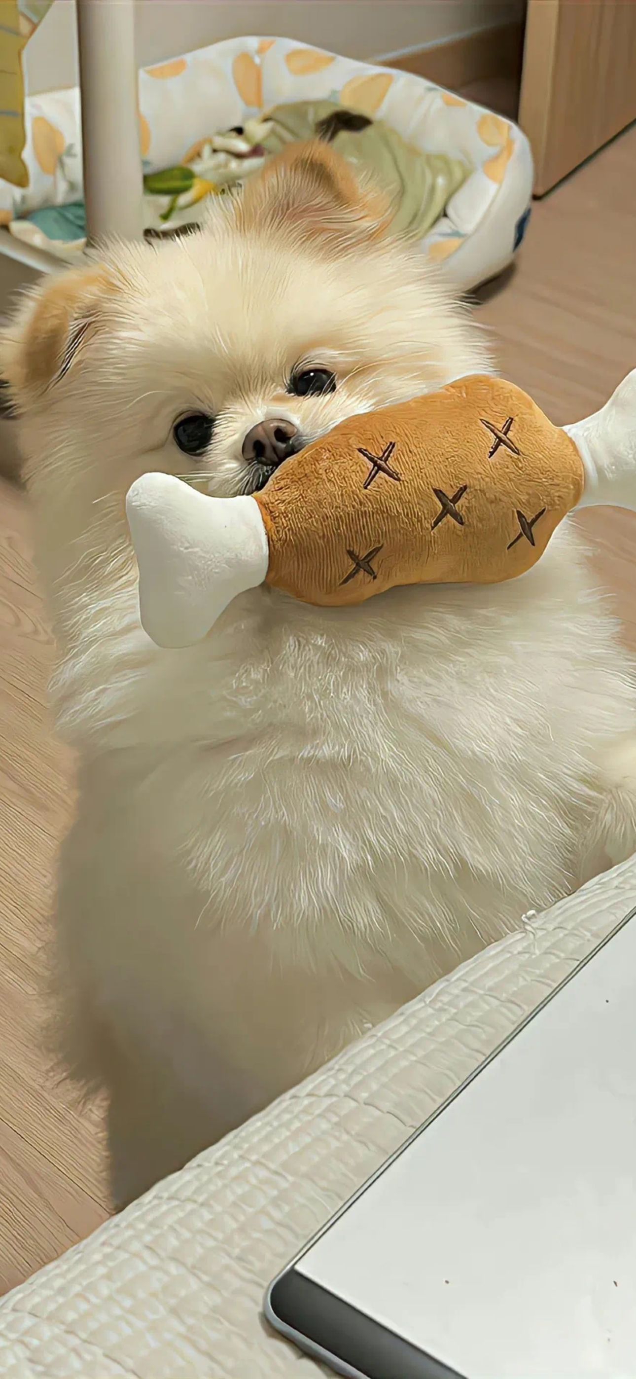 萌宠壁纸 治愈系狗子壁纸来袭.@柚子的回忆的动态