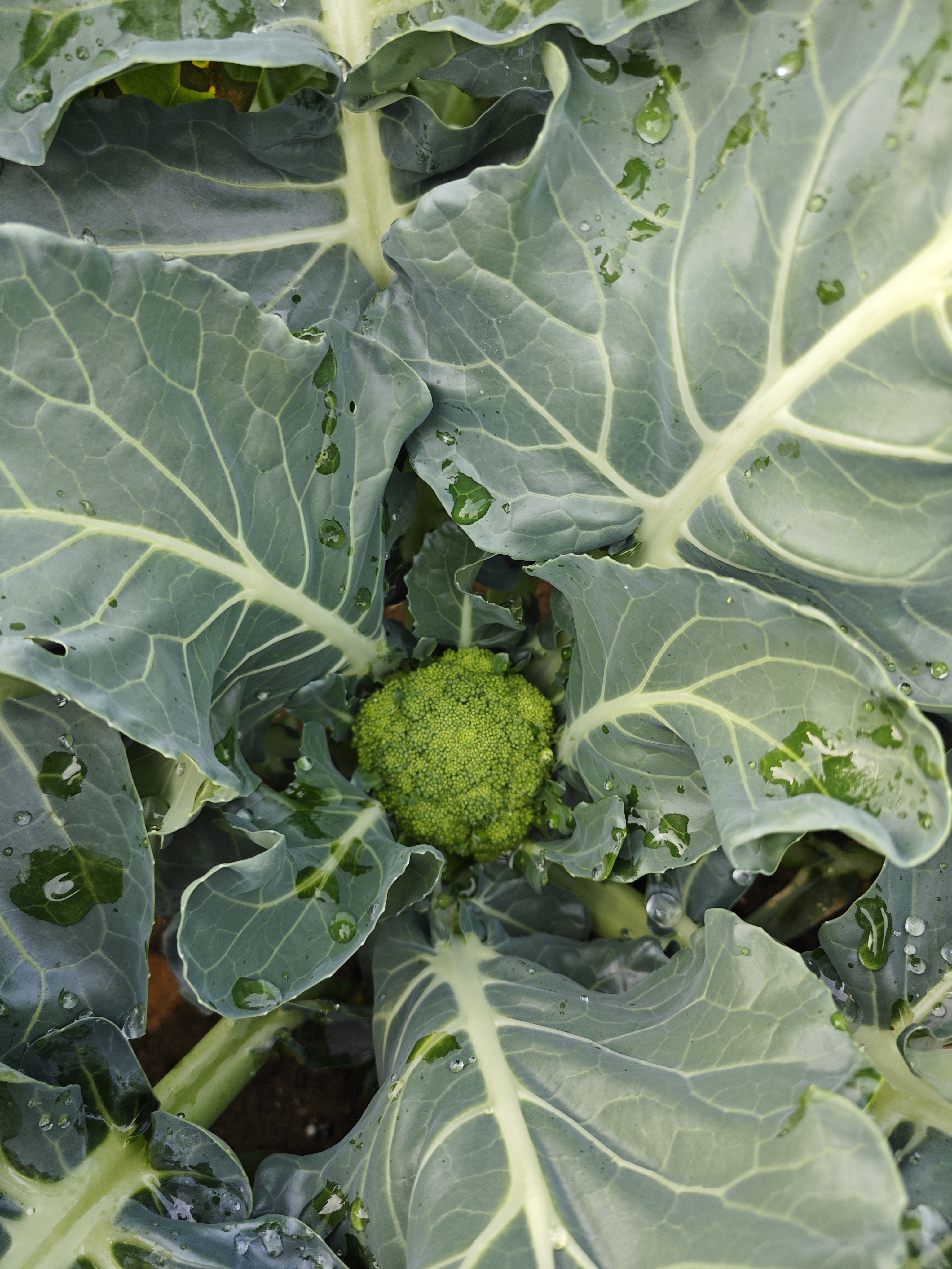 可能是婆婆看我家小孩喜欢吃西兰花的缘故,然后就自己也种了一些.