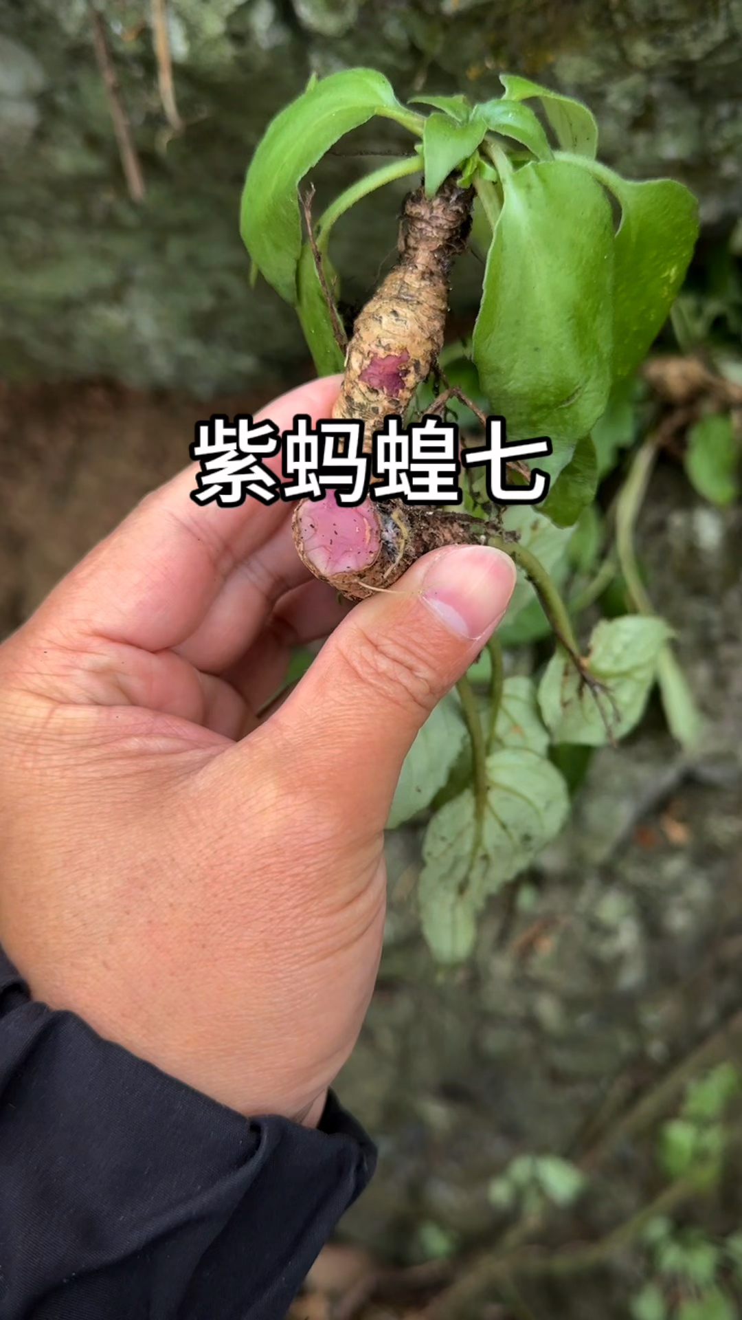 非常稀少的植物,蚂蝗七.
