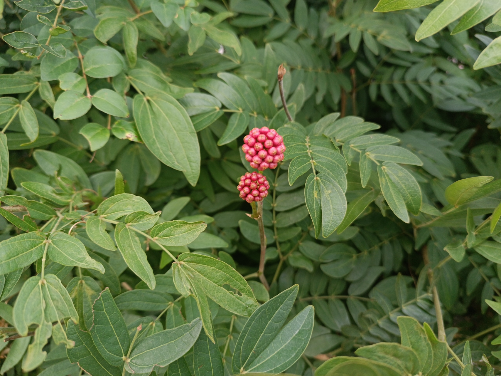 朱樱花  叶:	托叶卵状披针形,宿存;二回羽状复叶,总叶柄长1-2.