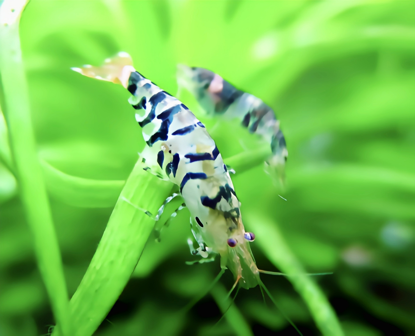 跨年创作挑战赛# 蜜蜂虾,源自中国广州地区的一种亚洲原生虾类,因其