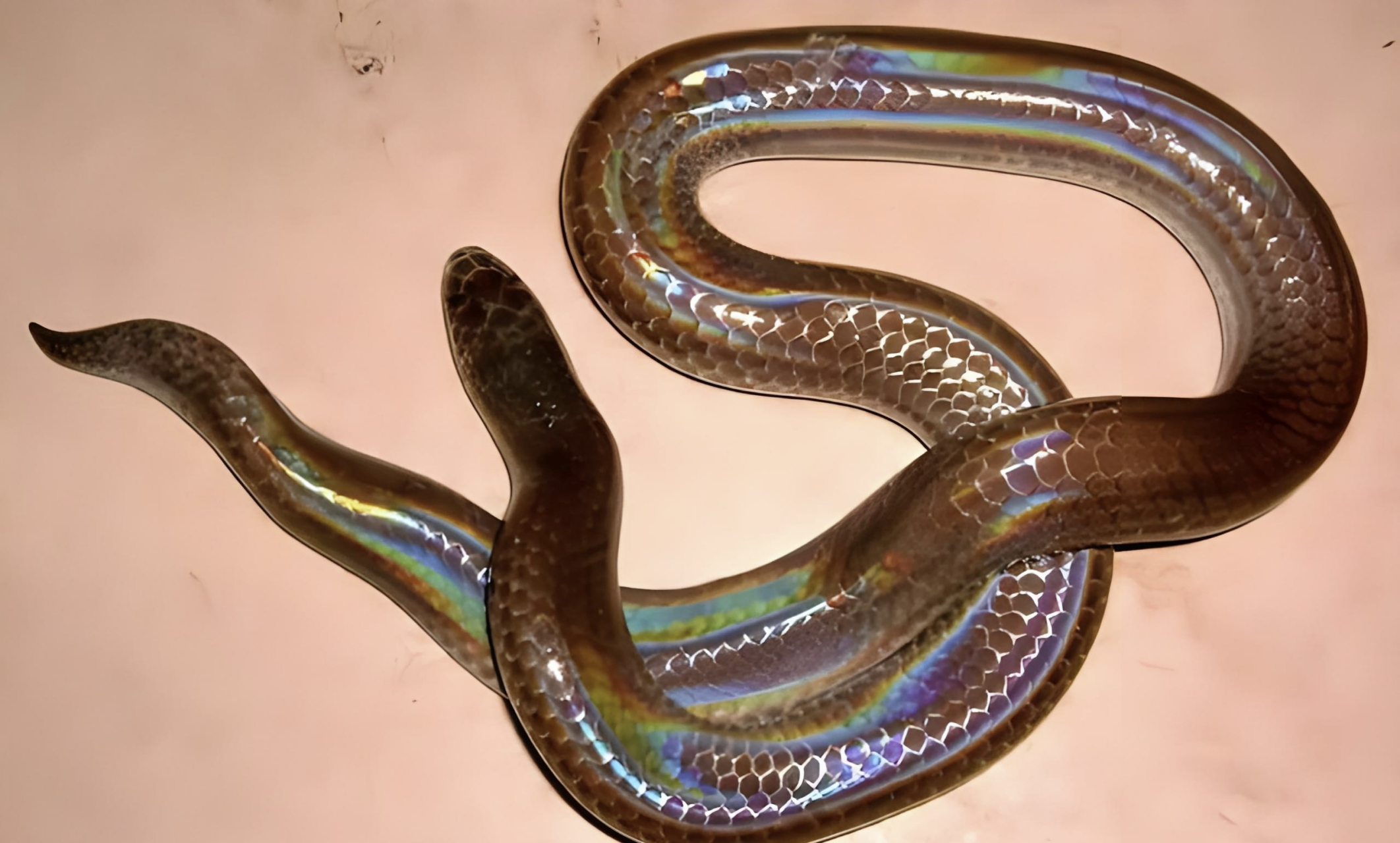 跨年创作挑战赛# 海南闪鳞蛇,作为中国特有物种之一,拥有2个亚种.