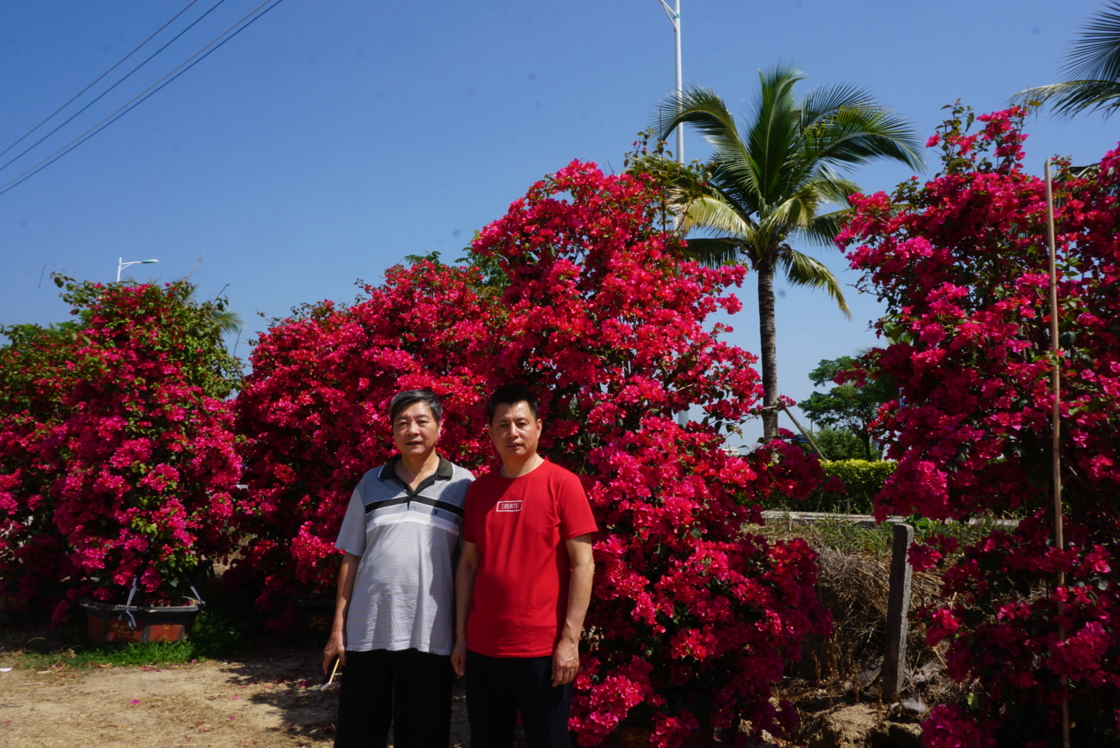 葛志坚·七言古风·三角梅