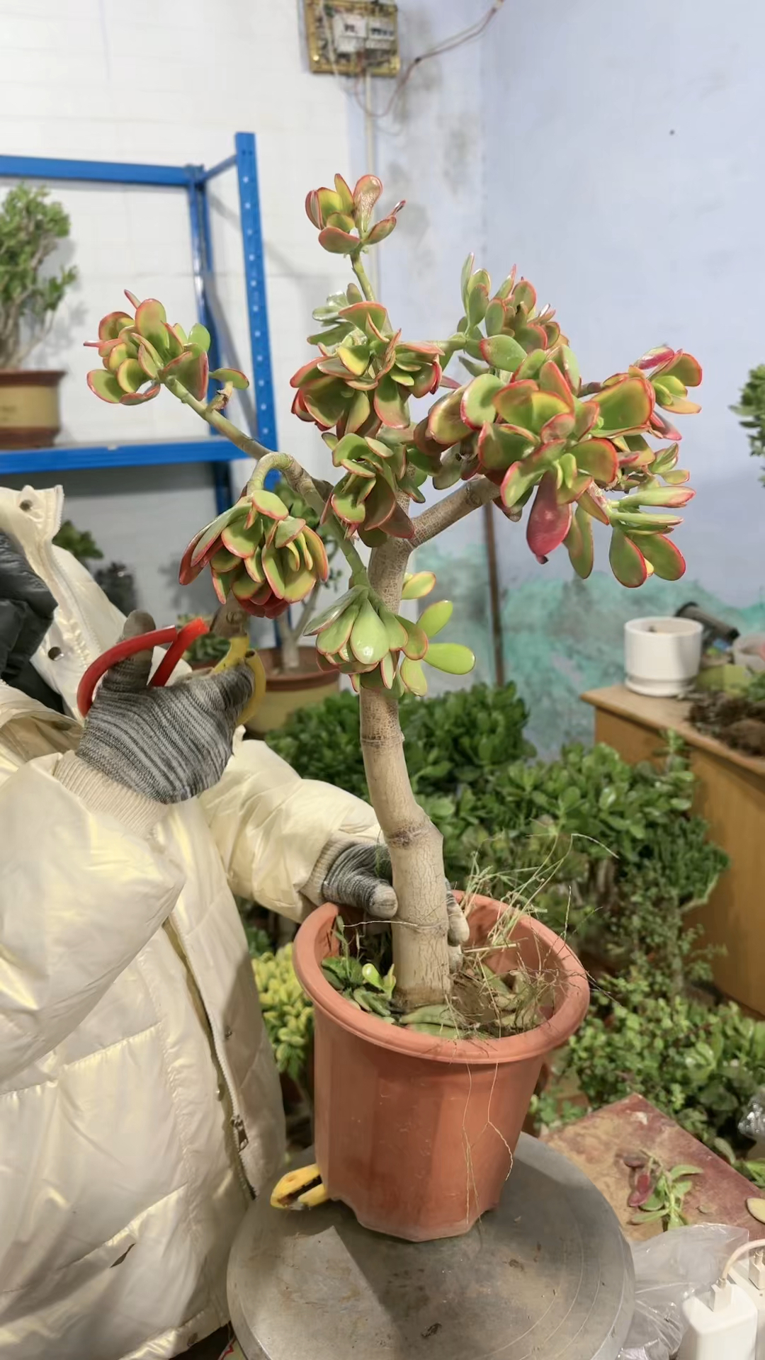 黄金花月老桩砍头桩型特别美