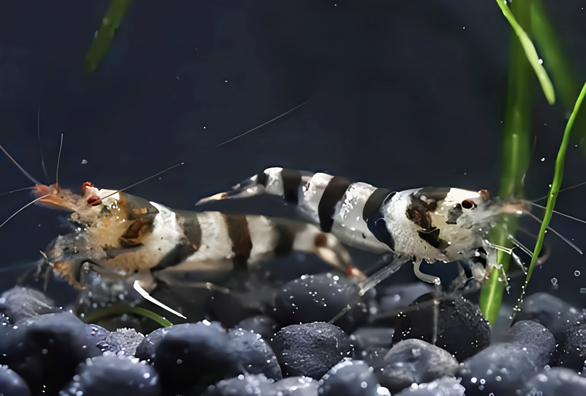 跨年创作挑战赛# 蜜蜂虾,源自中国广州地区的一种亚洲原生虾类,因其