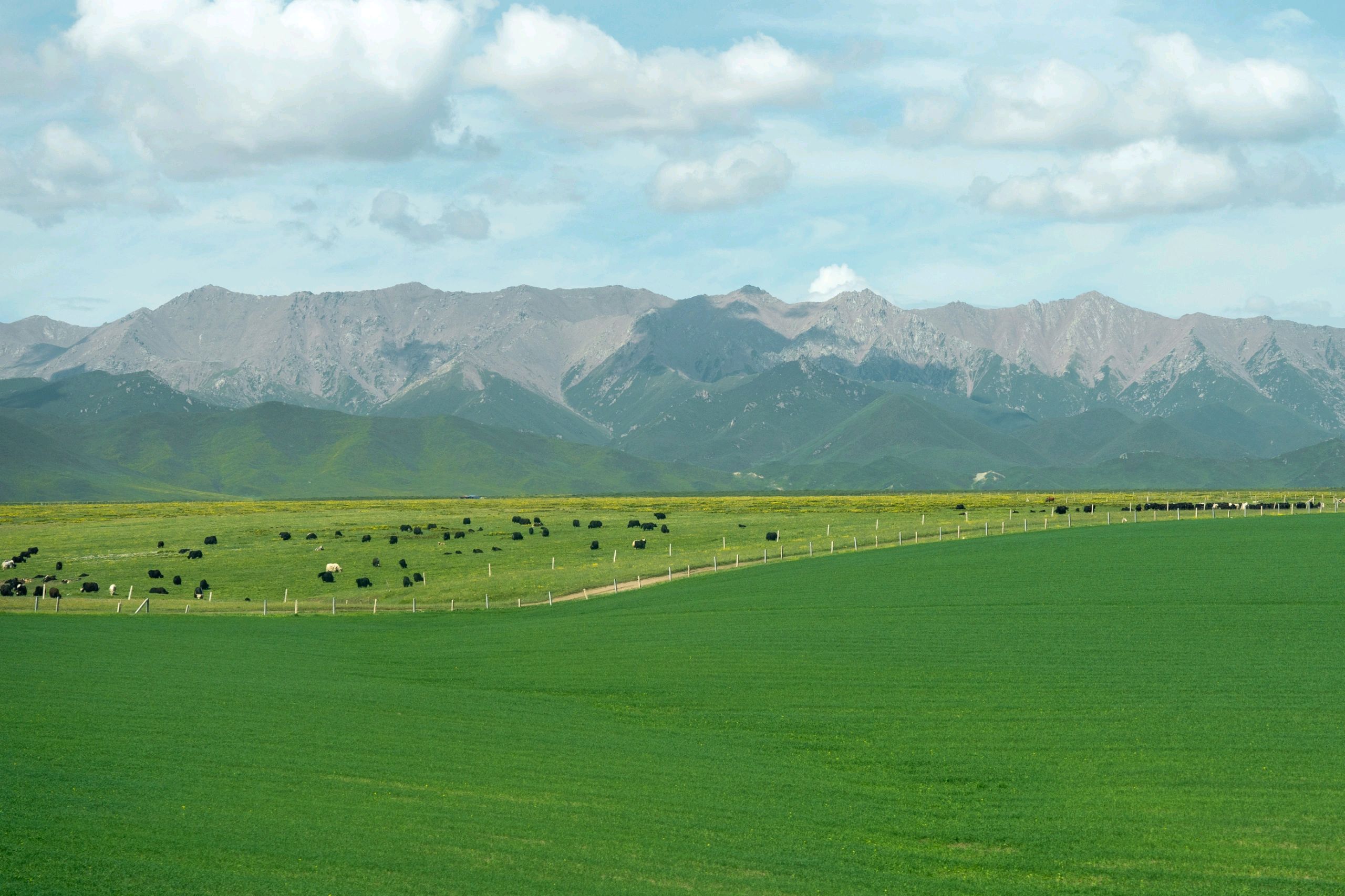 留坝祁连山草原图片