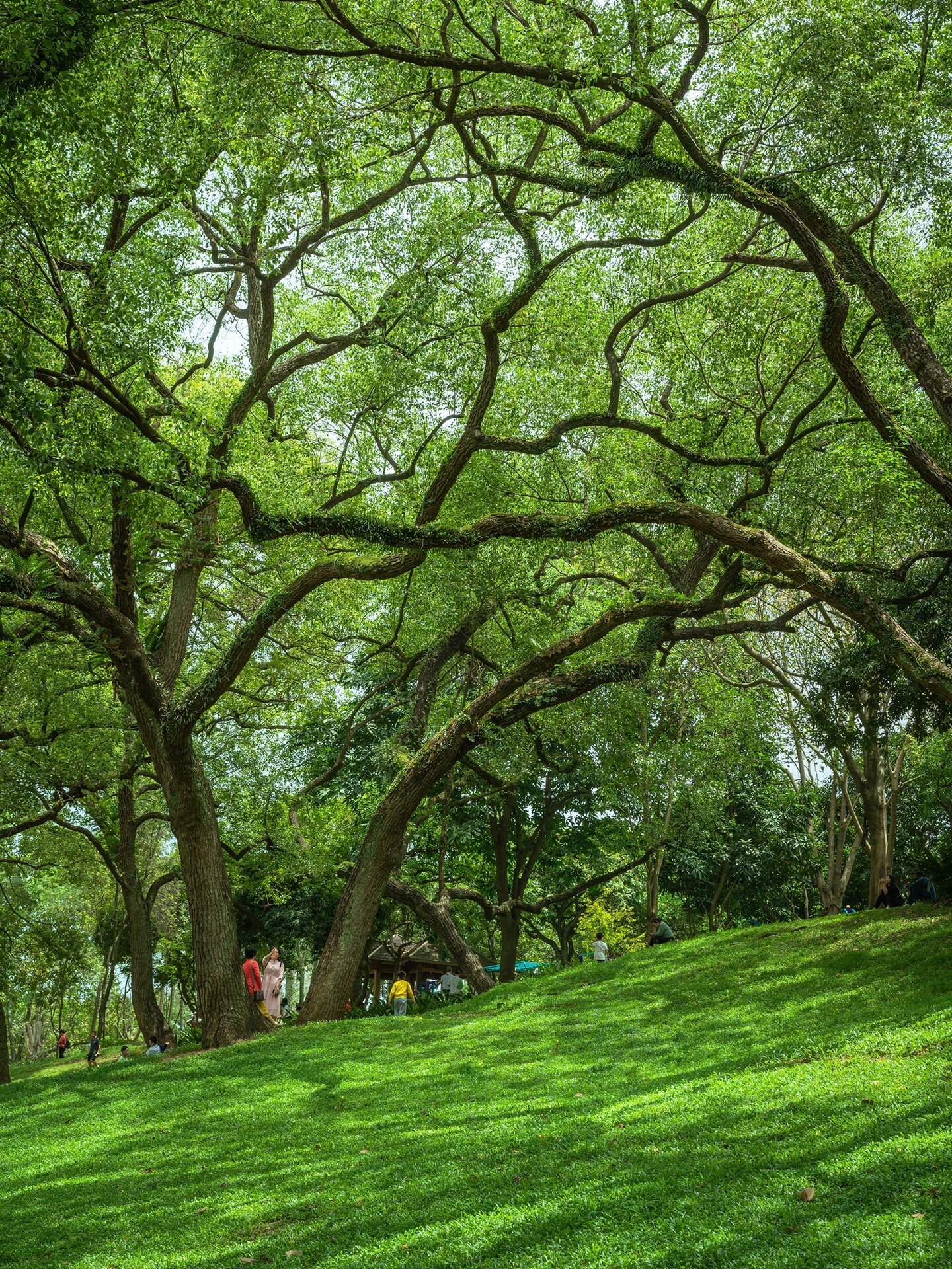 不愧是绿城南宁,藏在市中心里的绿光森林,满眼的绿色铺面而来,阳光洒