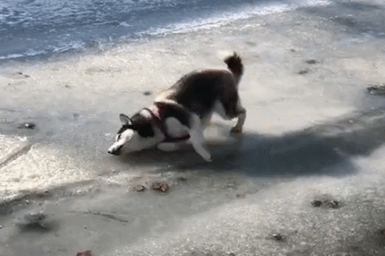 556_371gif 动态图 动图