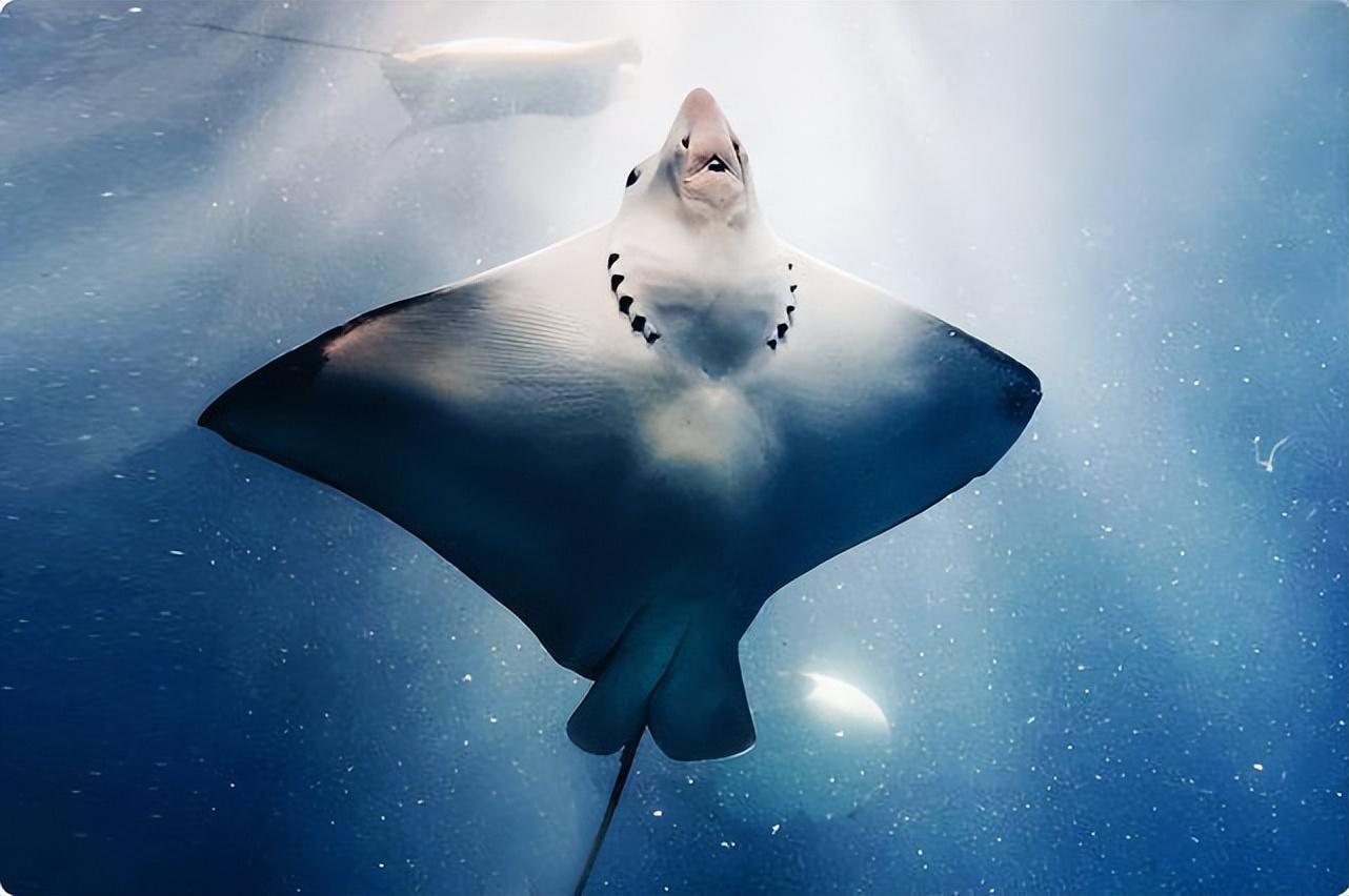 海洋中究竟谁才是魔鬼鱼?蝠鲼,鳐鱼,魟鱼傻傻分不清楚