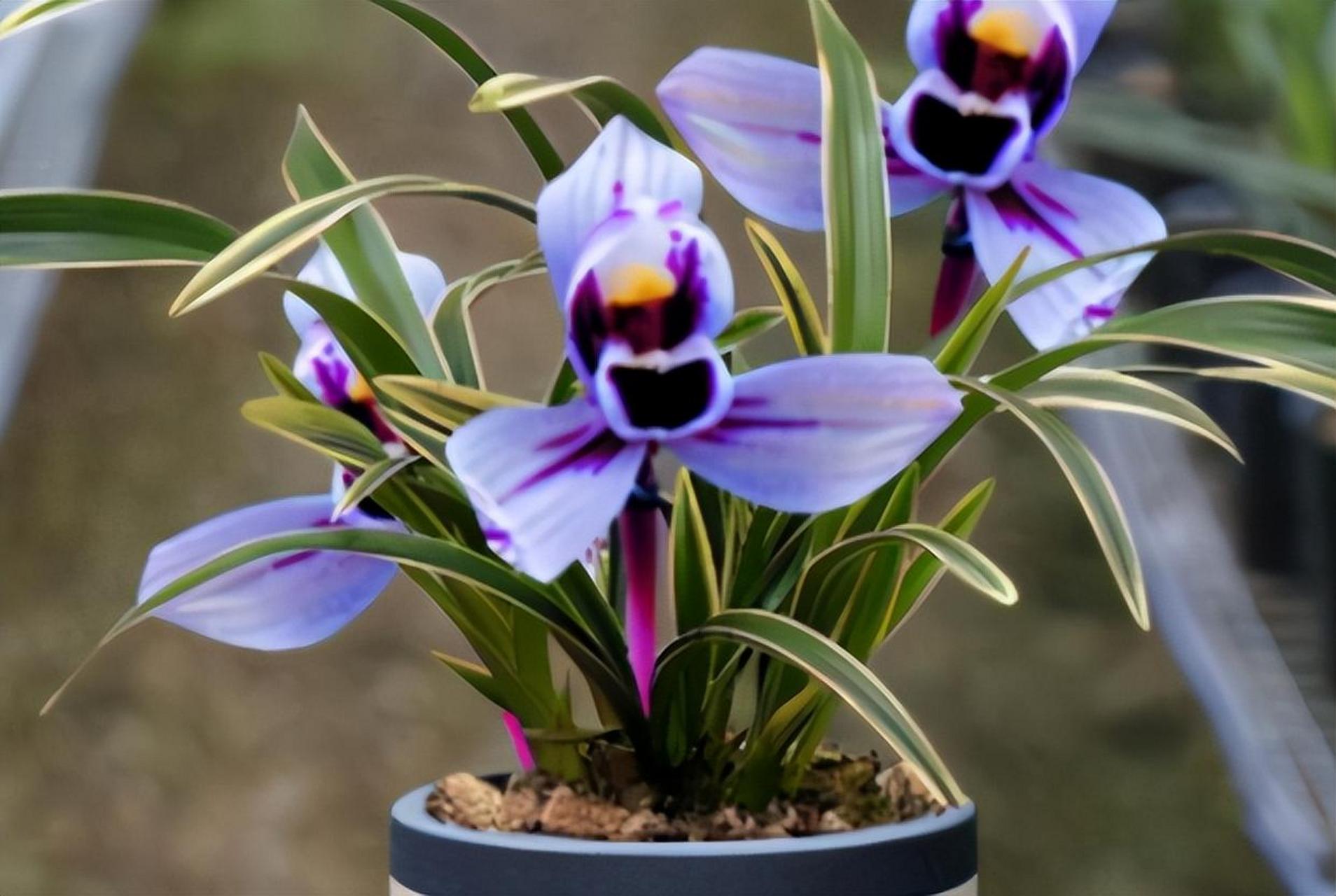 紫月荷兰花是一种美丽,易栽种的兰花,颜色高级贵气.