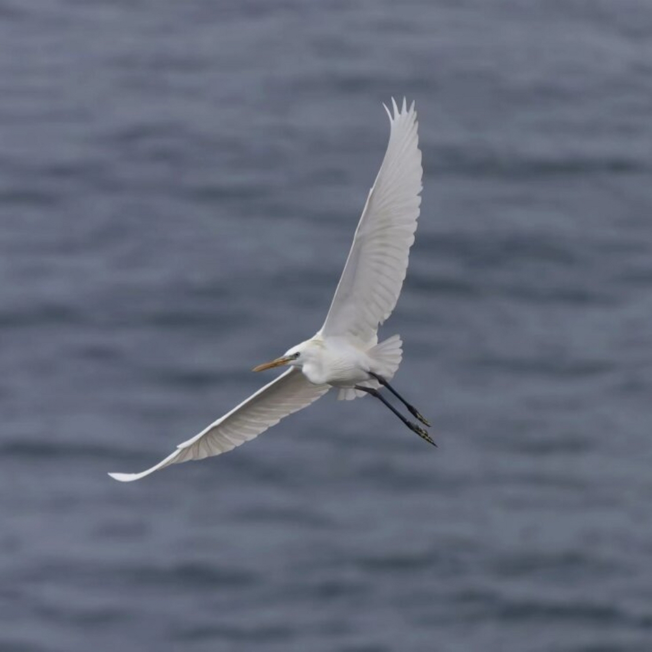 很会飞的国家一级保护动物  黄嘴白鹭是一种非常珍贵的鸟类,属于国家