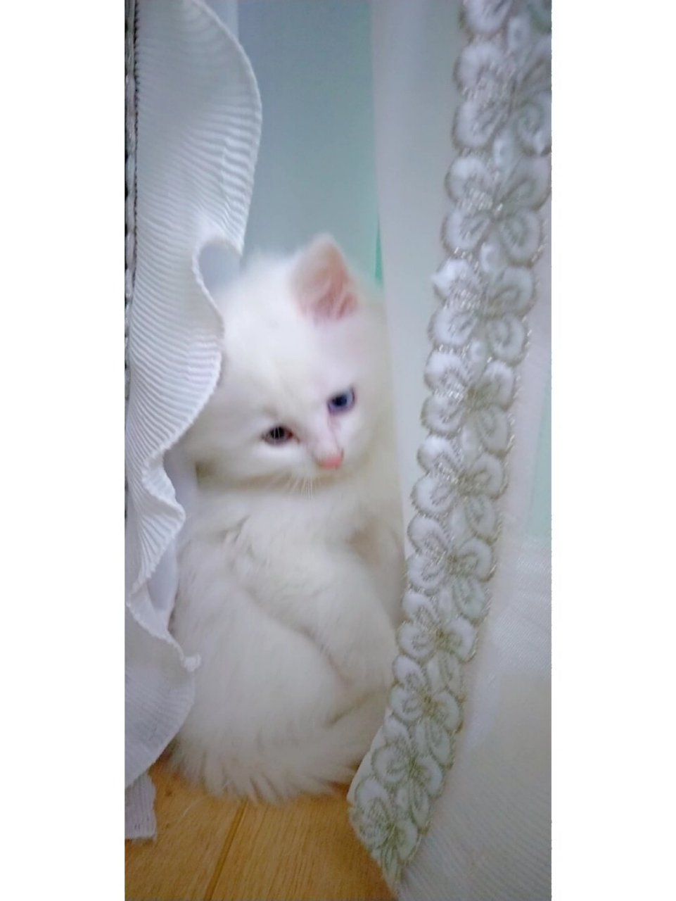 我家猫估计吃可爱长大的  纯白异瞳狮子猫小奶猫真是太可爱啦!