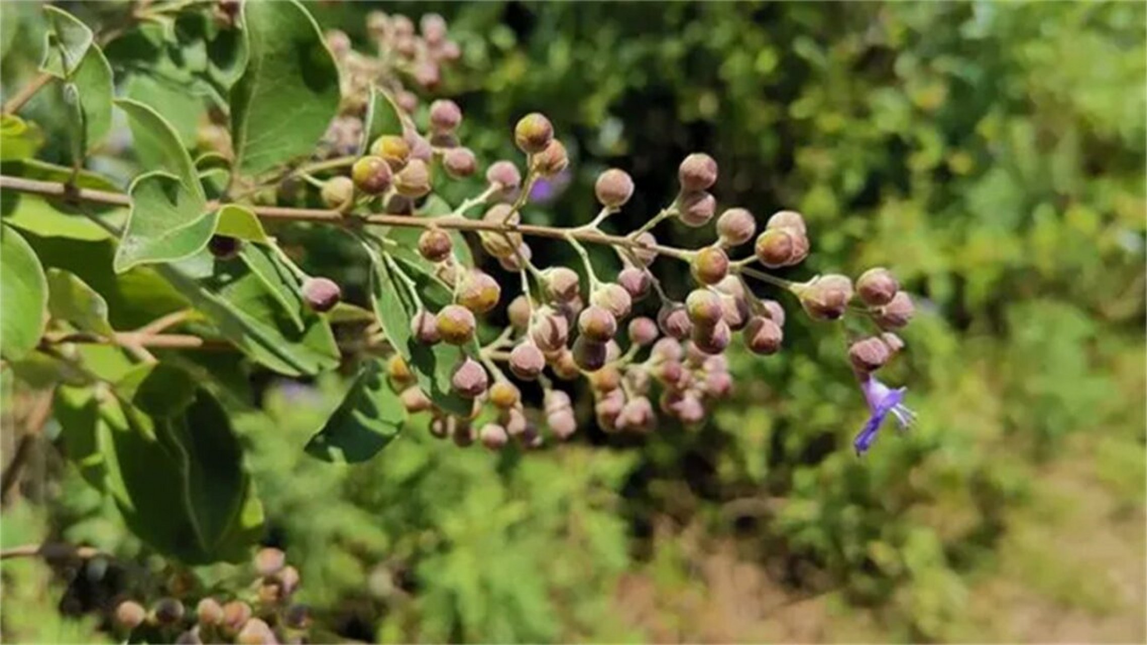 牡荆子的功效与作用图片