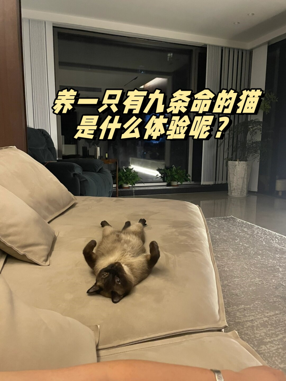 养一只有九条命的猫是什么体验呢?