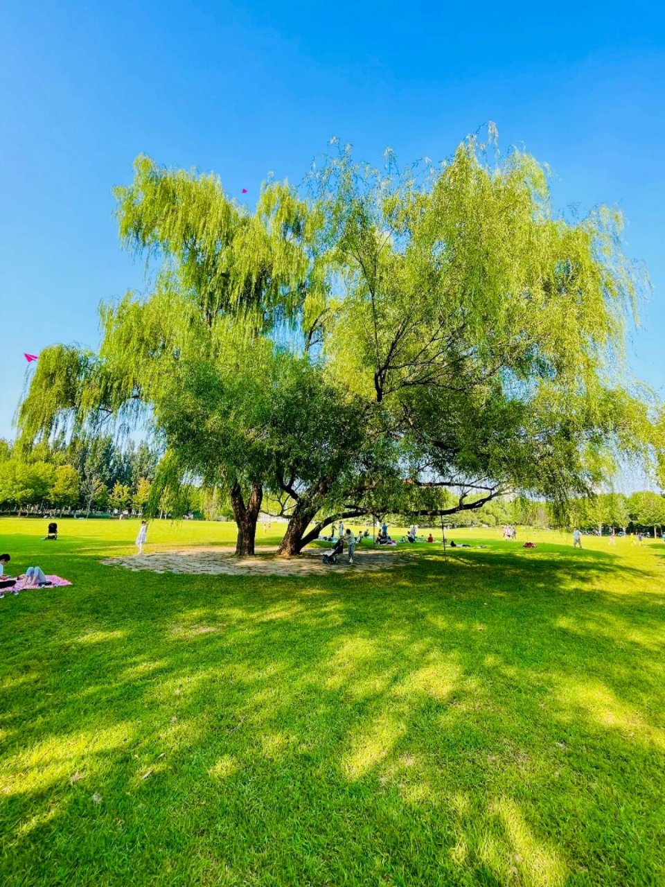 北京最美草坪是它  "在海淀公园里,有一片超大的草坪,你可以随意躺下