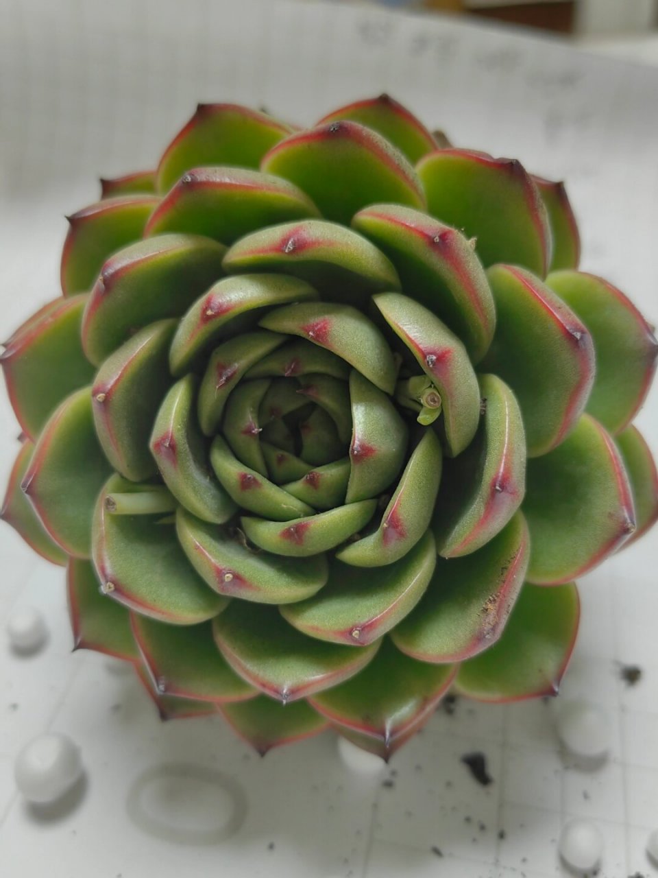 每天认识一款多肉～月亮石  月亮石的养护指南  月亮石,属于景天科拟