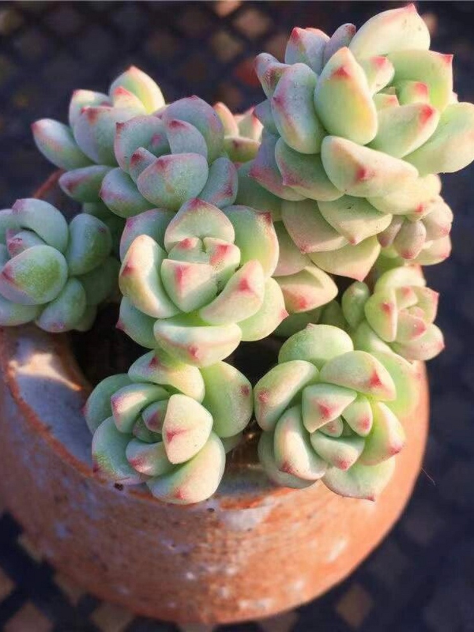 每天认识一种多肉-焦糖精灵  焦糖精灵:迷人的小型多肉植物  焦糖精灵