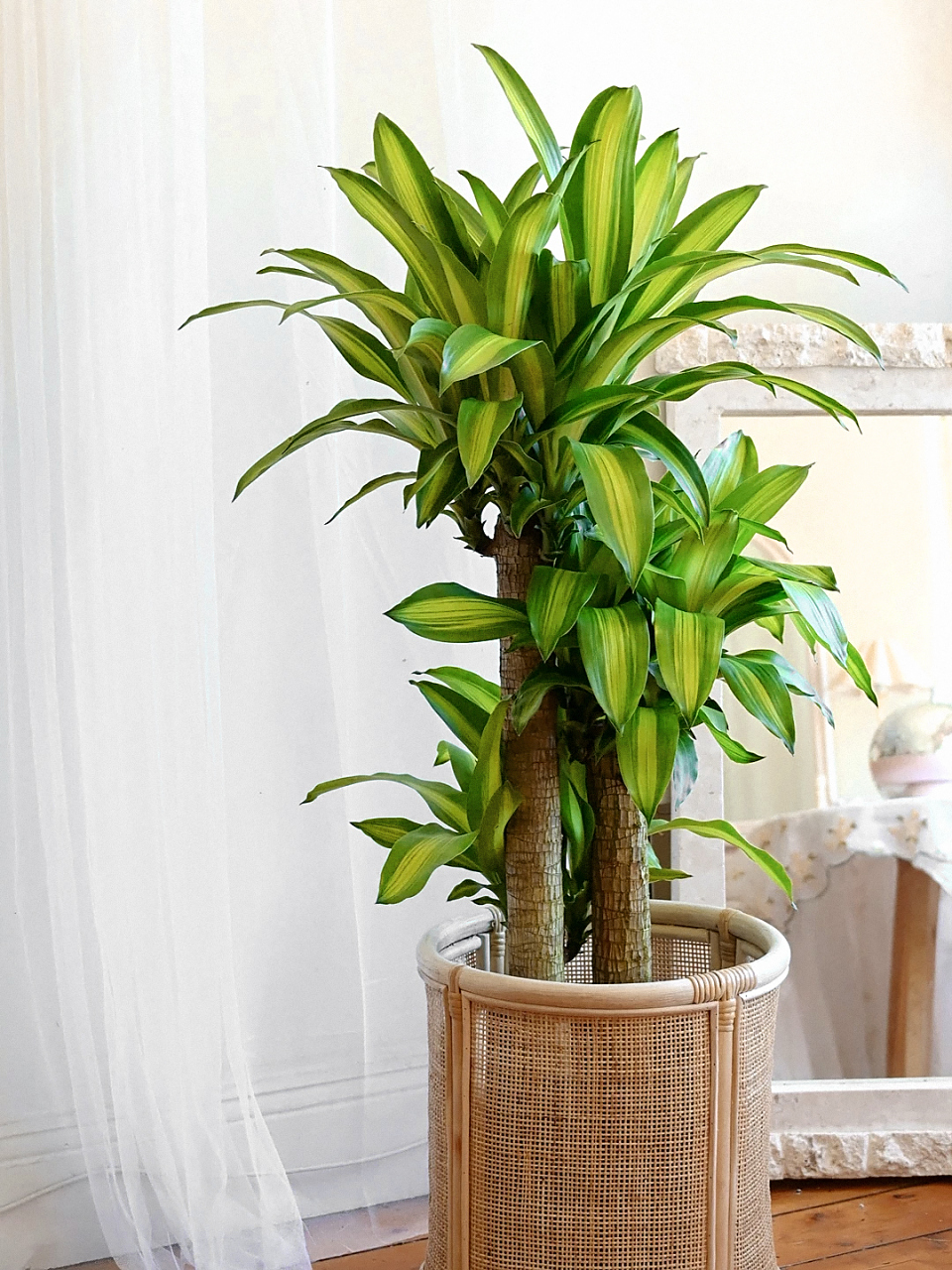 每天一种花草养护知识 | 香龙血树  香龙血树:优雅的热带守护者  香