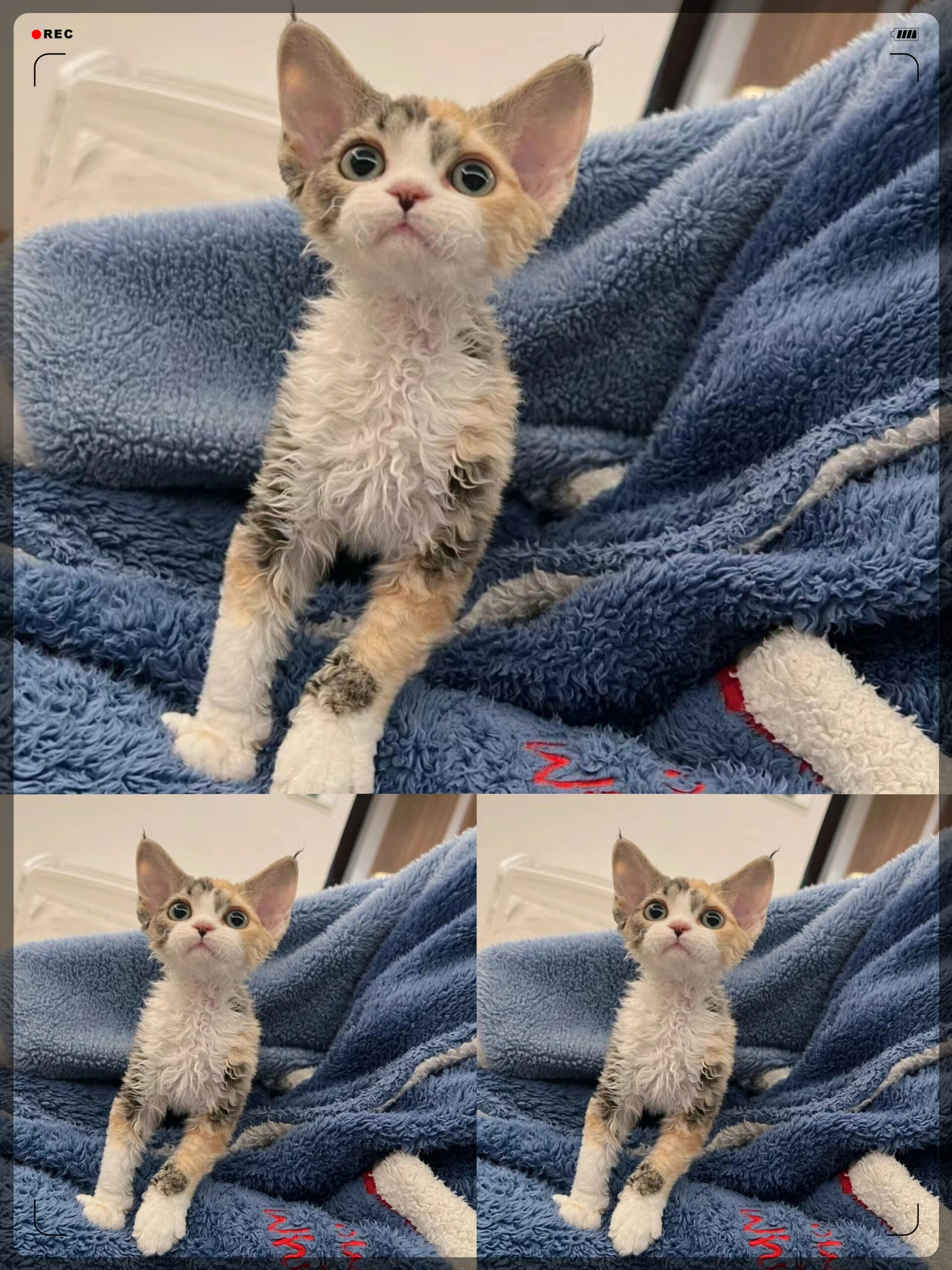 德文猫,又称为德国猫,是一种非常迷人的猫咪品种