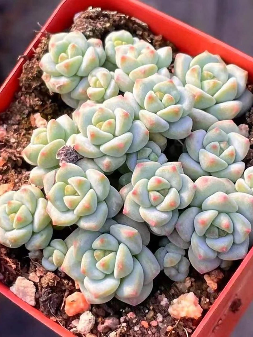 每天认识一种多肉-焦糖精灵  焦糖精灵:迷人的小型多肉植物  焦糖精灵