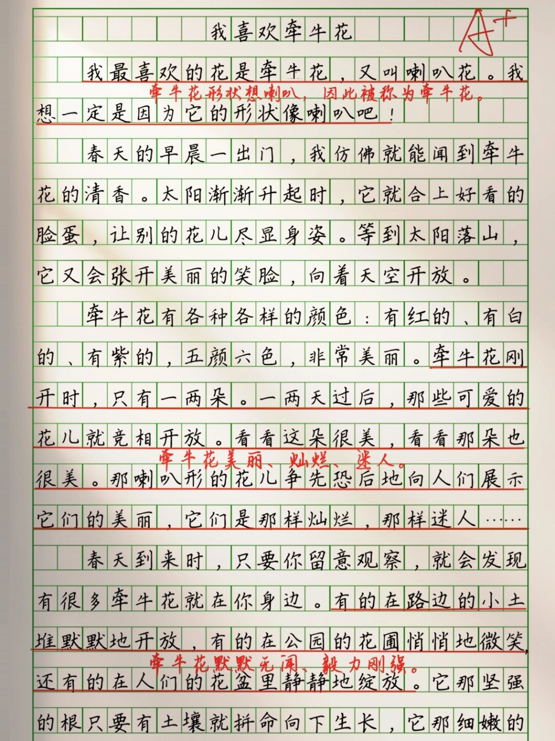 植物作文300字牵牛花图片