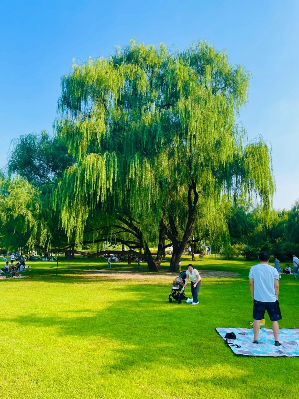 北京最美草坪是它  "在海淀公园里,有一片超大的草坪,你可以随意躺下