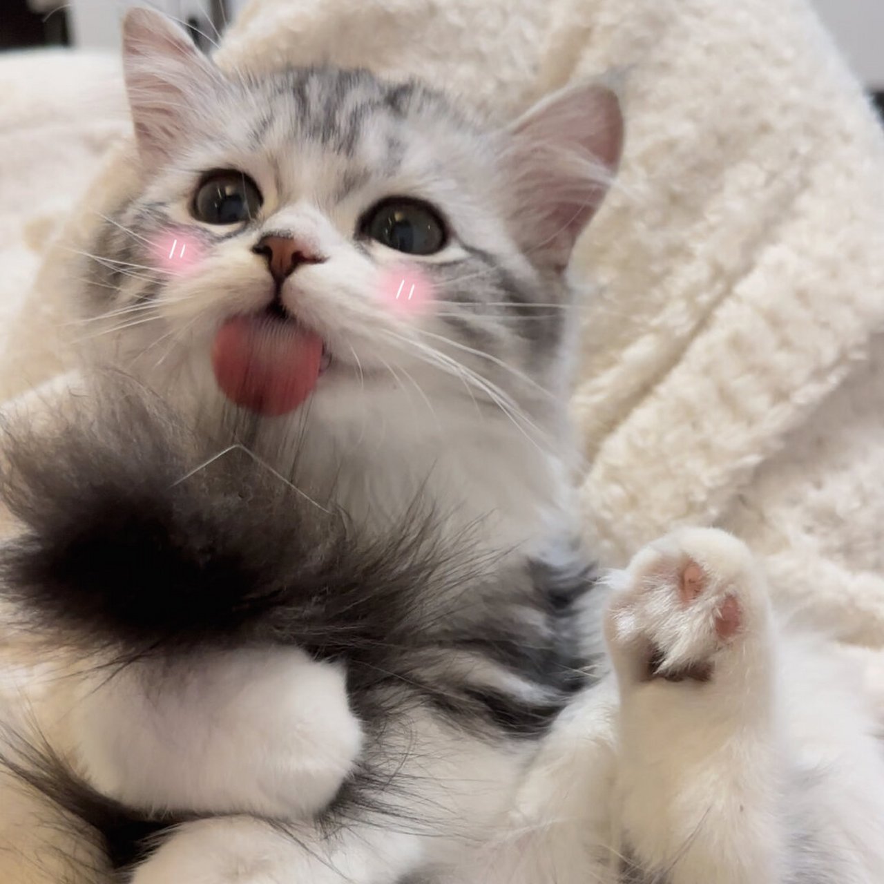 是个会wink的小猫咪哦!  我真的是太爱小猫咪了!