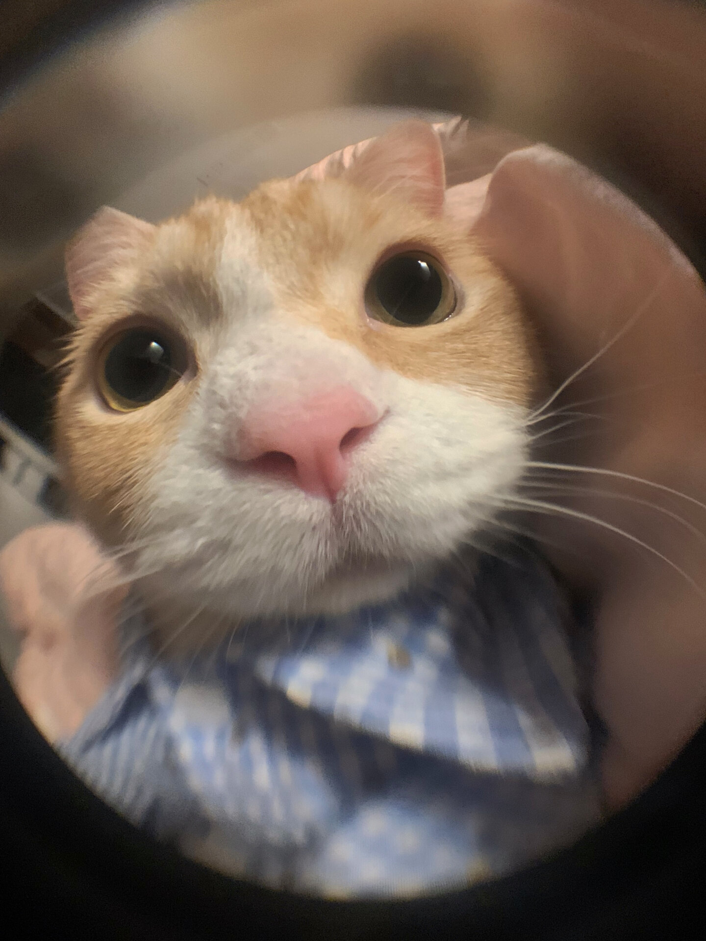 随机可爱到一位姨姨心里  没有故意装可爱的意思 人家是天生就这么