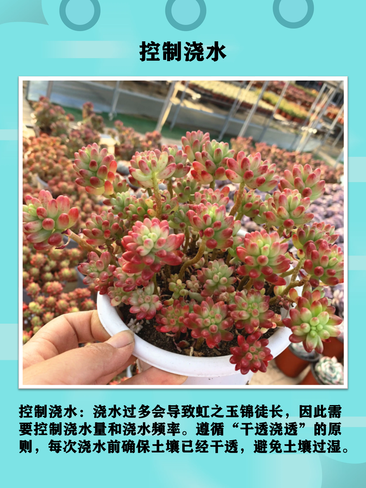 虹之玉锦开花图片