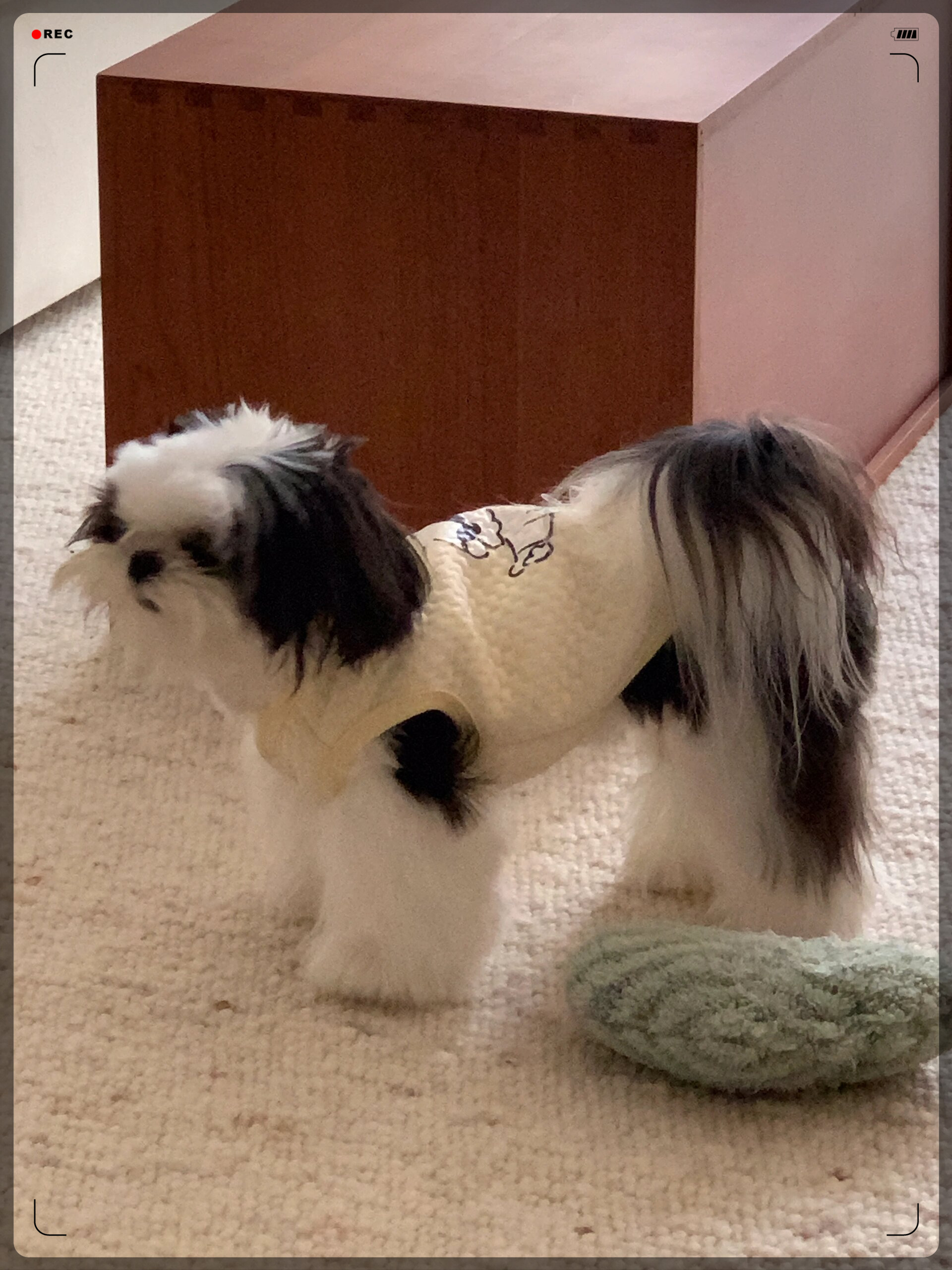 记录下他的狗狗日常哦~快来围观这位萌翻天的西施犬宝宝吧