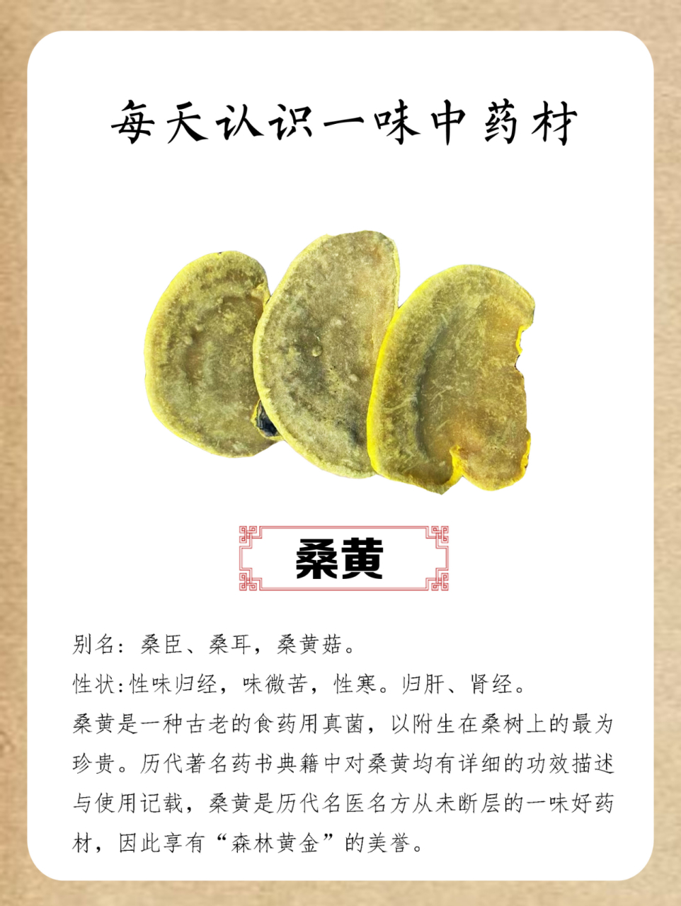 归肝,肾经 桑黄是一种古老的食药用真菌,以附生在桑树上的最为珍贵