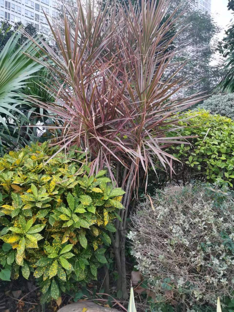 千年木龙血树属,生长较缓慢,这一点像龙血树.