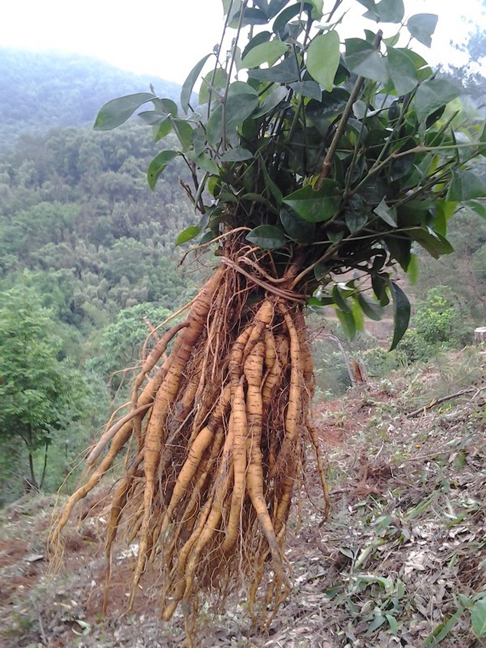 贵州野生牛大力的图片图片