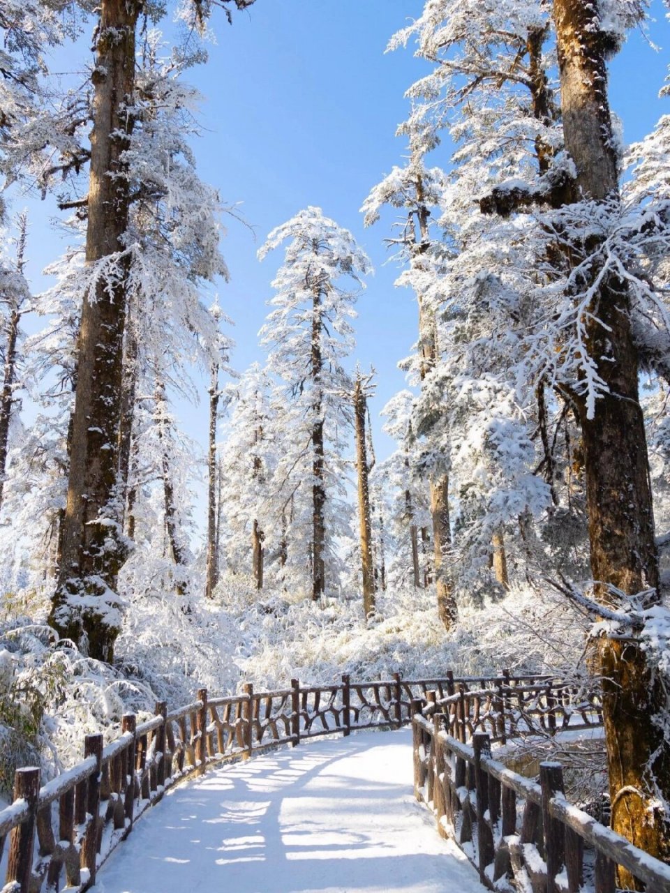 早晨雪景图片大全唯美图片