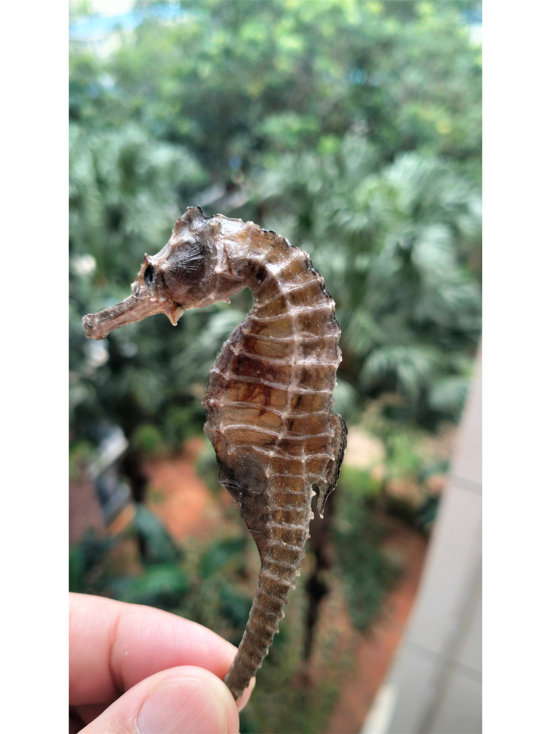 在广袤的海洋中生活着一种神奇而美丽的生物
