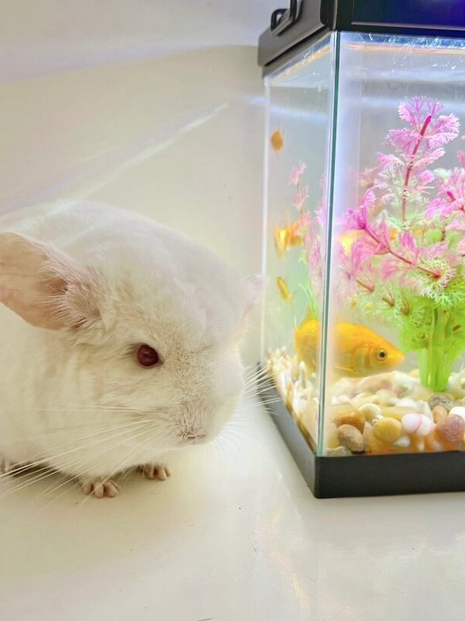 龙猫与鱼  元宝与鱼儿的初次邂逅,充满好奇的元宝