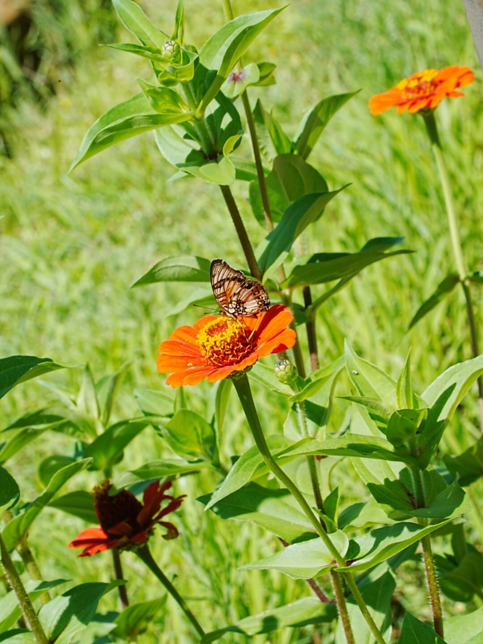 一组富士味的蝴蝶  在柔和的阳光下,我幸运地抓拍到了一只正在花丛中