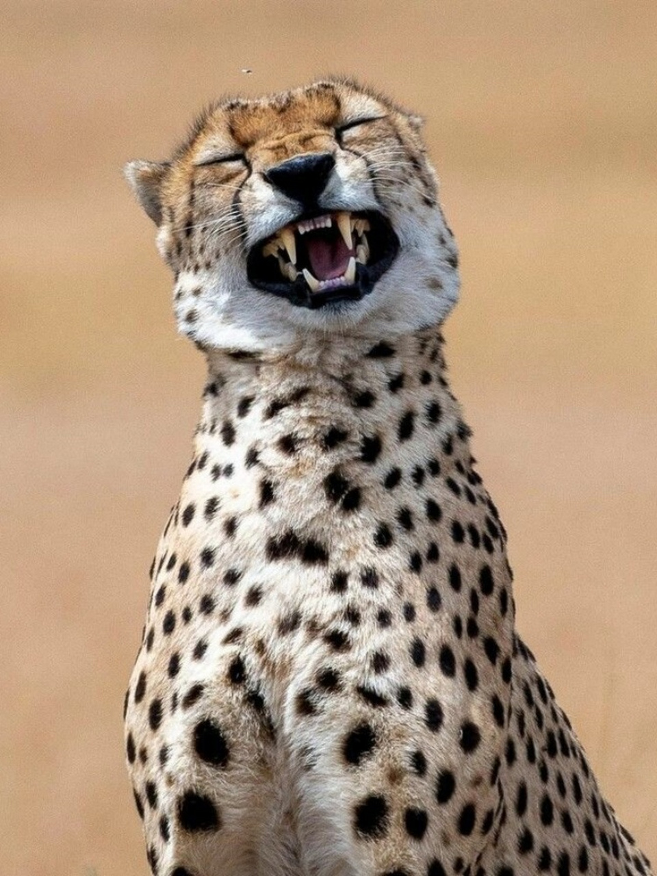 新的一年,请接收来自动物们的哈哈大笑  新的一年,愿你始终保持积极的