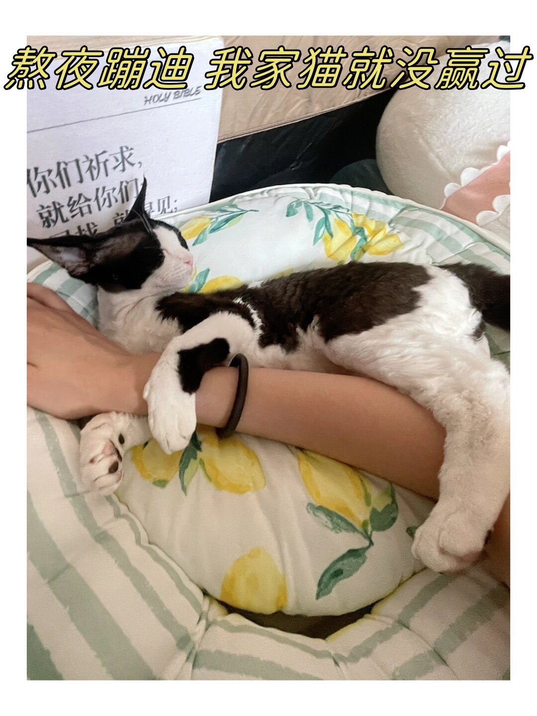 论熬夜蹦迪 我家猫就没赢过…