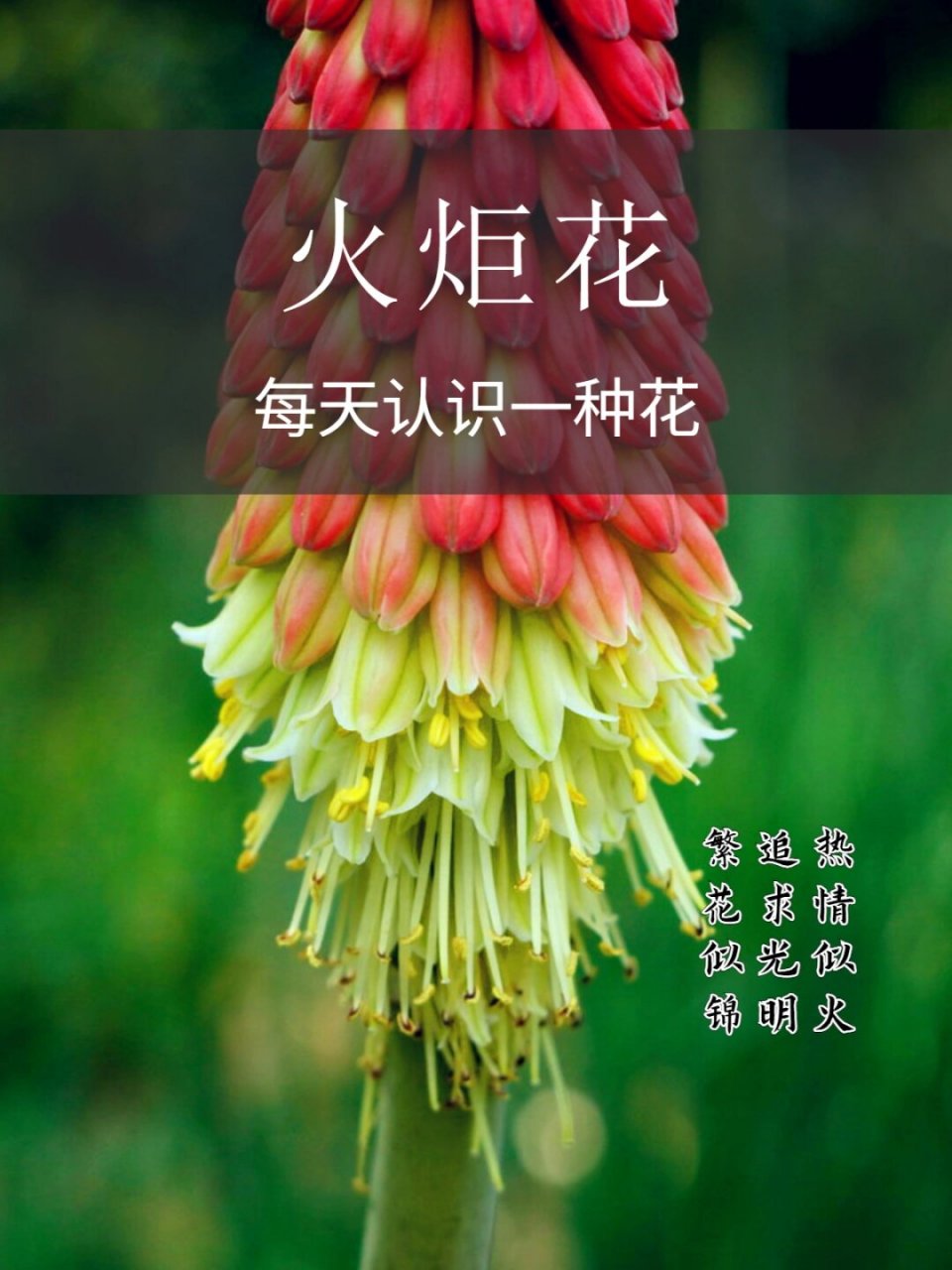 —火炬花