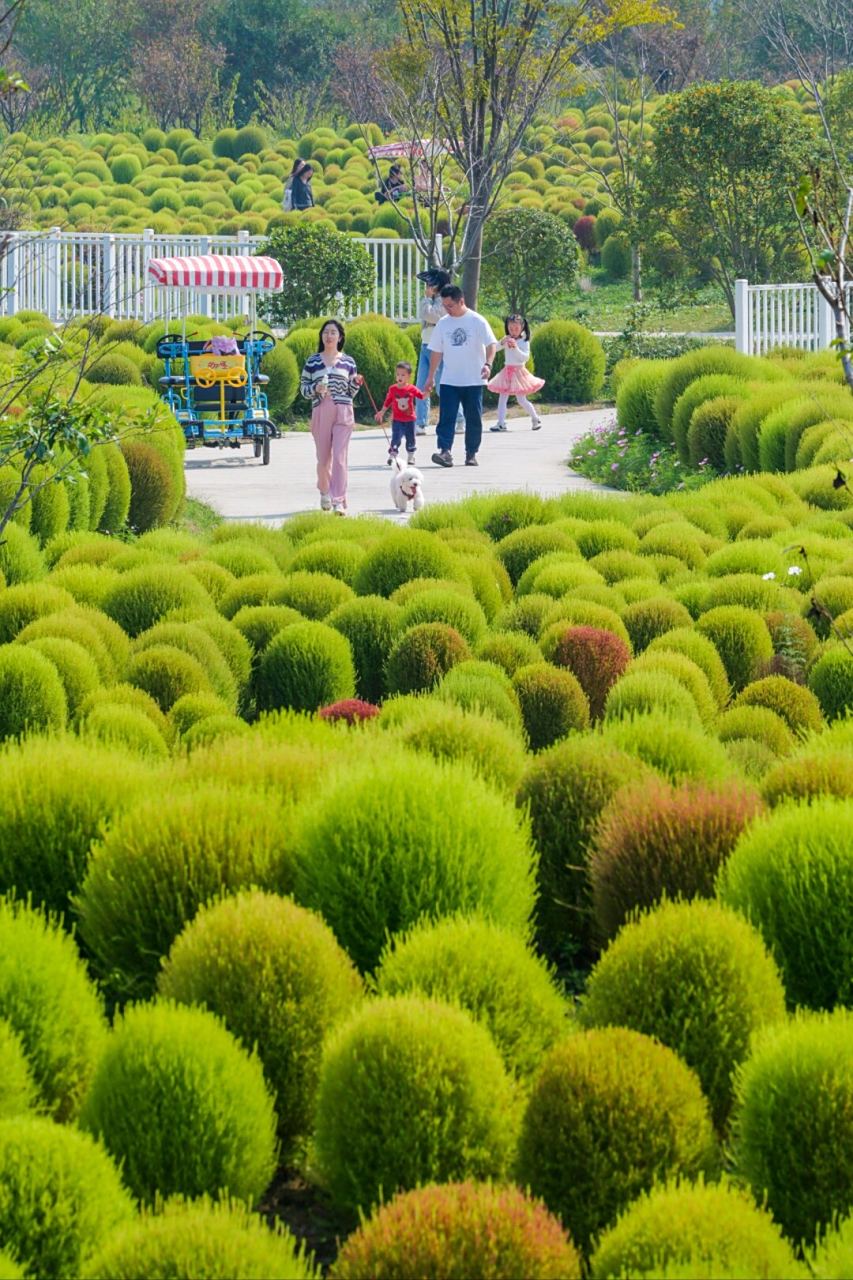 亲爱的朋友们,快来抢先打卡吧!那片神奇的地肤草花海正在向你招手!