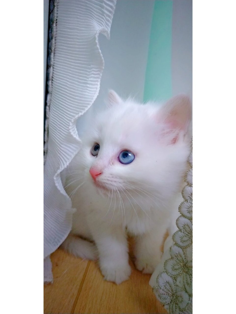 我家猫估计吃可爱长大的  纯白异瞳狮子猫小奶猫真是太可爱啦!