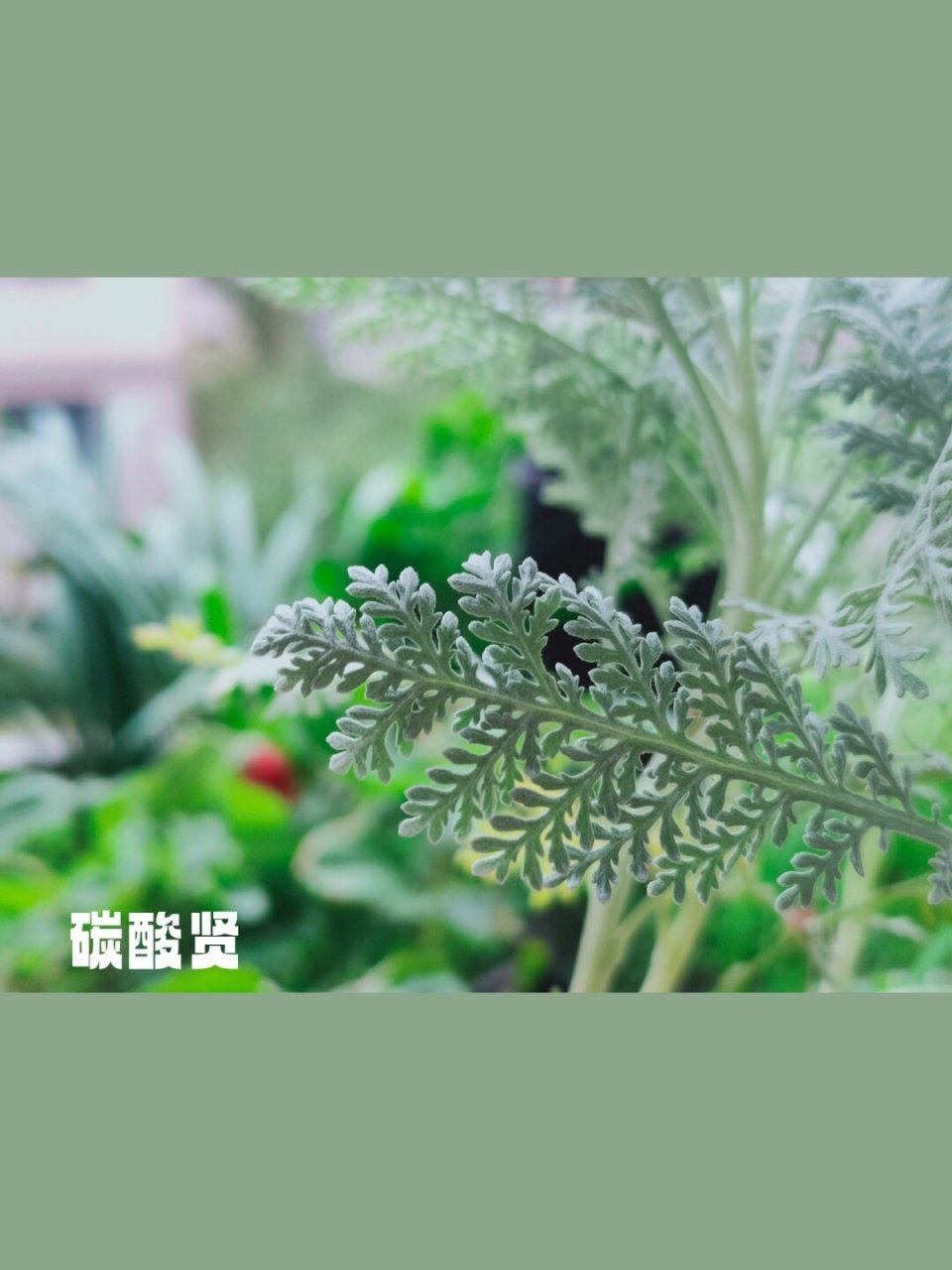 每日识花赛车手银叶菊,银羽蕾丝银叶菊  银叶菊  银叶菊,这株多年生