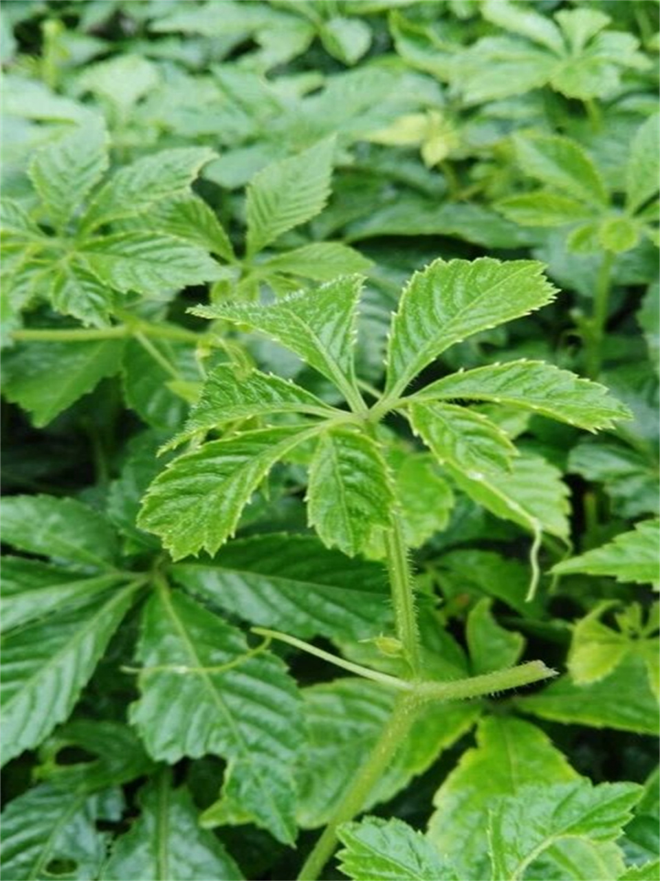 大自然的馈赠  绞股蓝是一种属于葫芦科,绞股蓝属的草质攀缘植物,也被