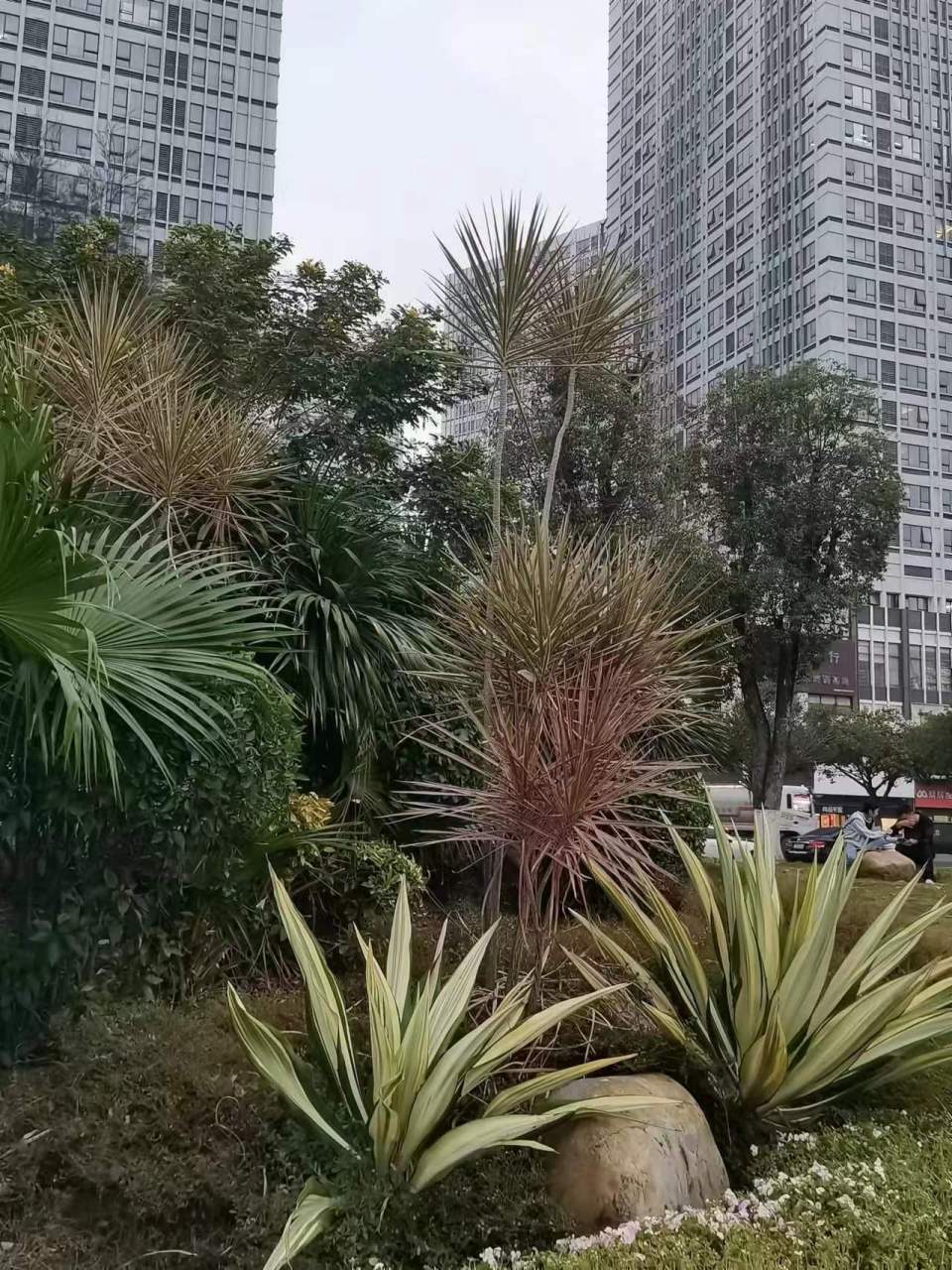 千年木龙血树属,生长较缓慢,这一点像龙血树.